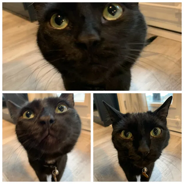 Giá đỡ điện thoại để chụp ảnh thú cưng - Image 3