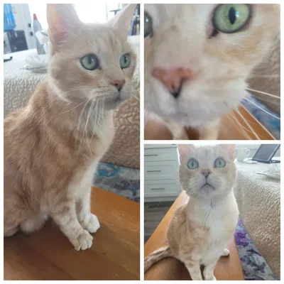 Giá đỡ điện thoại để chụp ảnh thú cưng