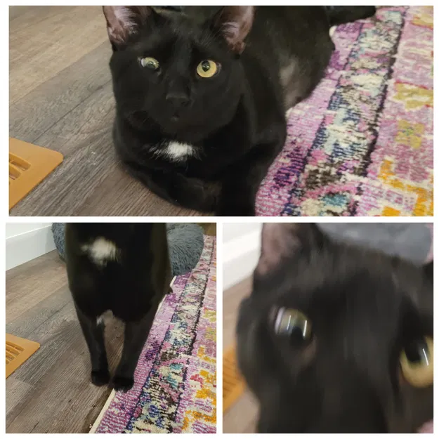 Giá đỡ điện thoại để chụp ảnh thú cưng - Image 6