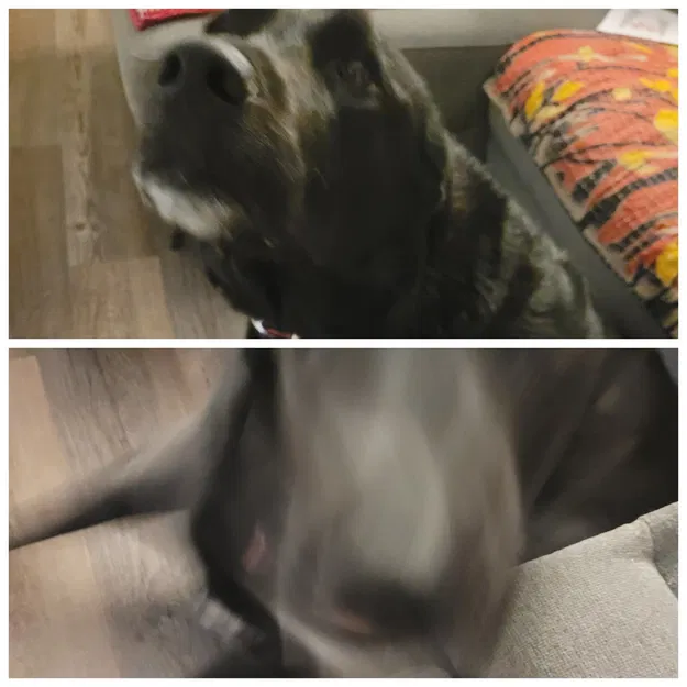 Giá đỡ điện thoại để chụp ảnh thú cưng - Image 7