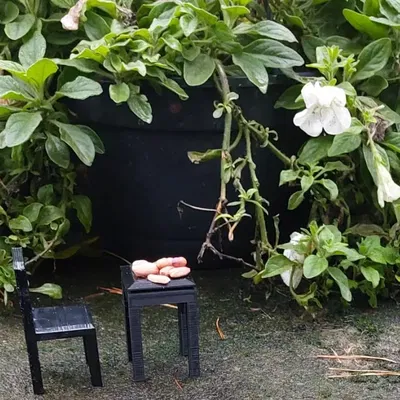 Bàn ăn cho sóc tại nhà hàng mùa đông