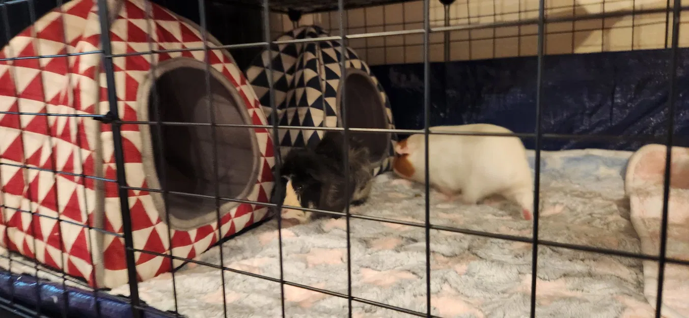 Kết nối panel cho chuồng thú cưng nhỏ bằng kim loại - Image 2