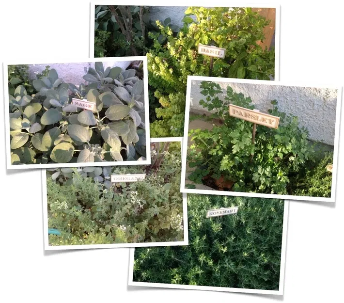 Biển báo làm vườn cho cây gia vị tại nhà - Image 1