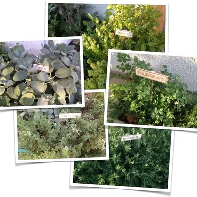 Biển báo làm vườn cho cây gia vị tại nhà