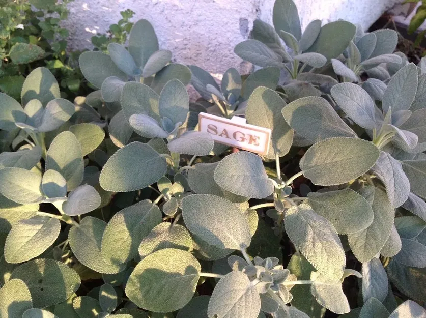 Biển báo làm vườn cho cây gia vị tại nhà - Image 11