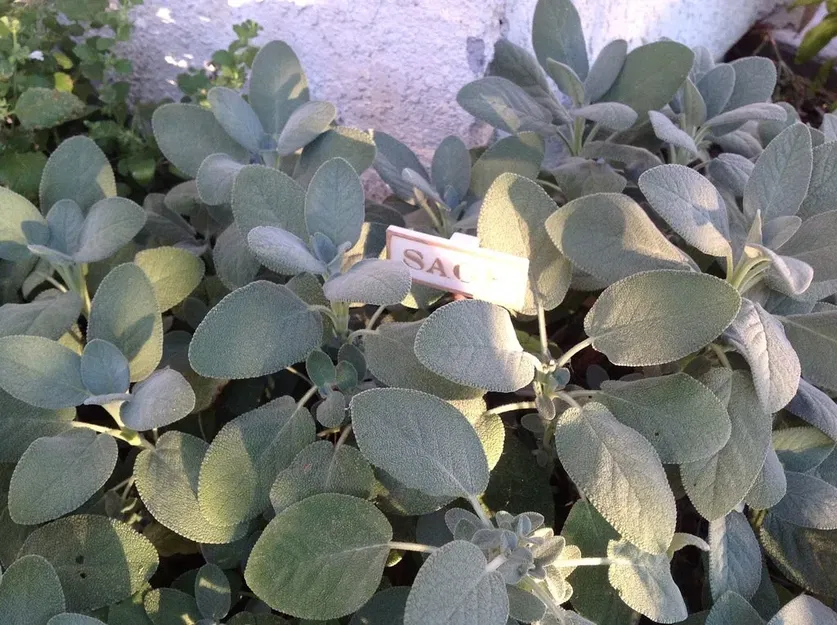 Biển báo làm vườn cho cây gia vị tại nhà - Image 12