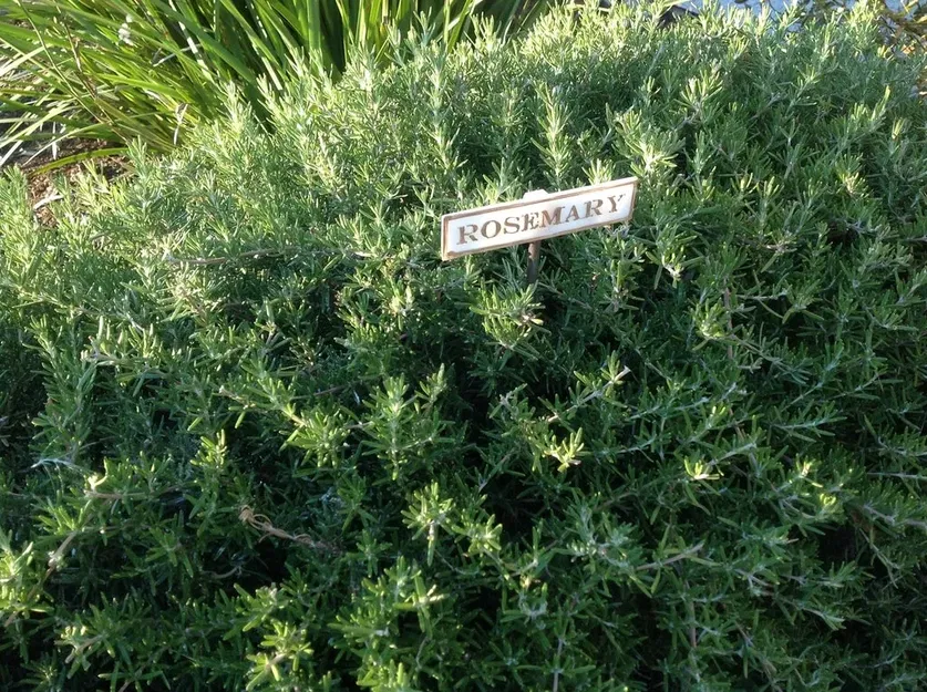 Biển báo làm vườn cho cây gia vị tại nhà - Image 14