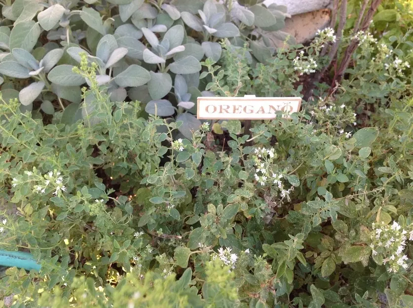 Biển báo làm vườn cho cây gia vị tại nhà - Image 15