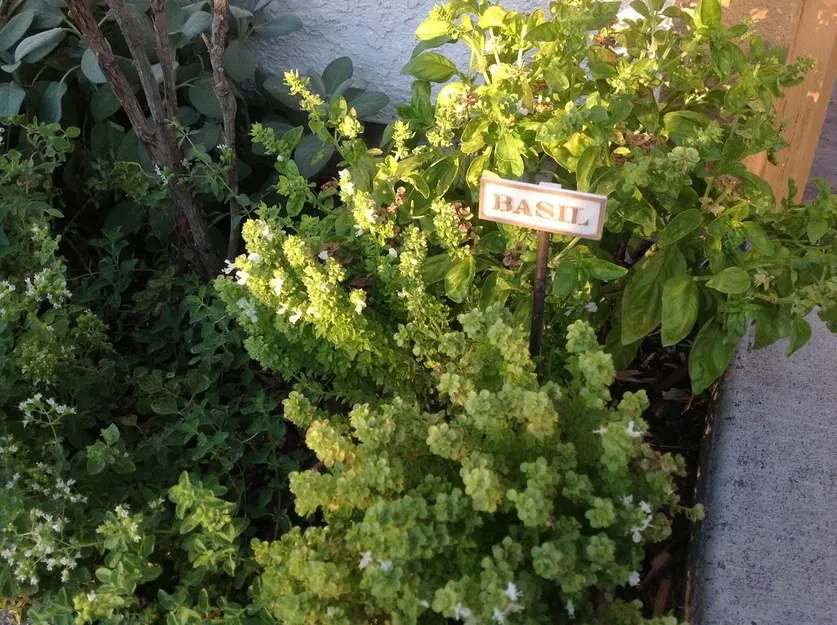 Biển báo làm vườn cho cây gia vị tại nhà - Image 16