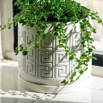 Chậu cây họa tiết Aztec có lỗ thoát nước và khay nhỏ giọt