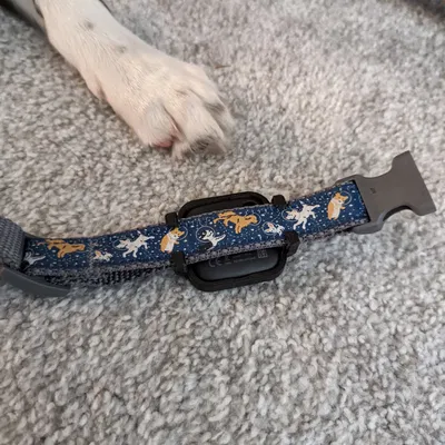 Phụ kiện gắn Tile Mate cho vòng cổ chó