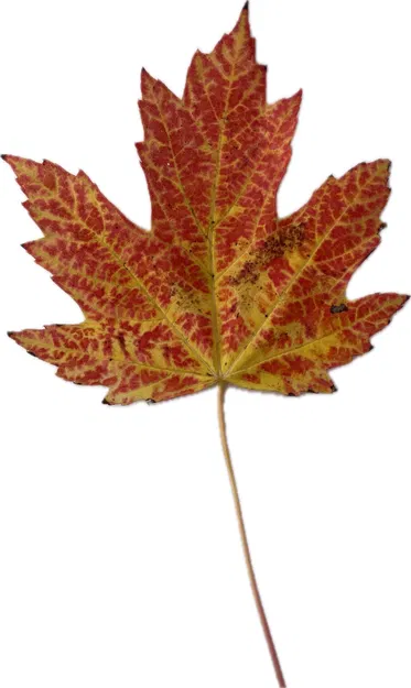 Lá phong mùa thu - Thiết kế sống động từ HueForge - Image 2