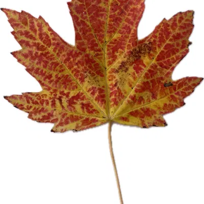 Lá phong mùa thu - Thiết kế sống động từ HueForge