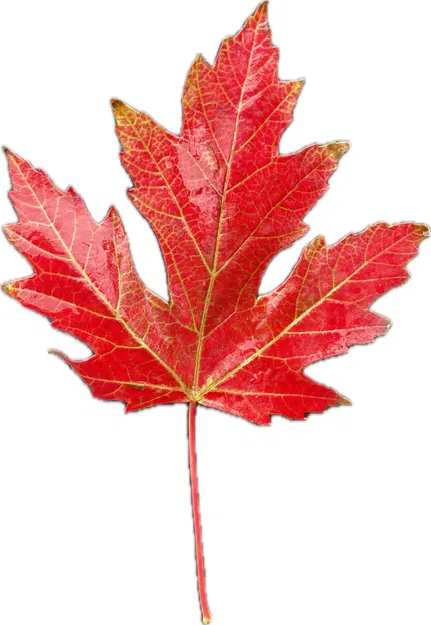 Lá phong mùa thu - Thiết kế sống động từ HueForge - Image 3