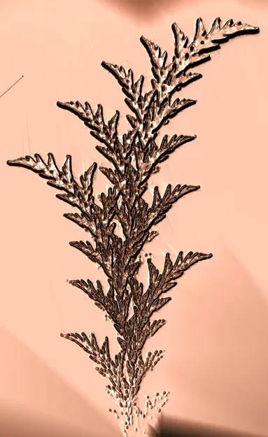 Cây dương xỉ fractal từ video chó điên rồ - Image 1