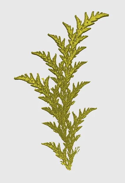 Cây dương xỉ fractal từ video chó điên rồ - Image 2