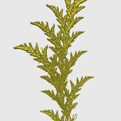 Cây dương xỉ fractal từ video chó điên rồ