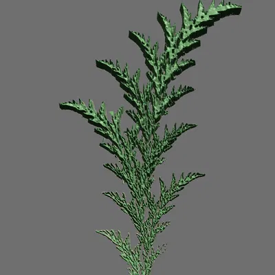 Cây dương xỉ fractal từ video chó điên rồ