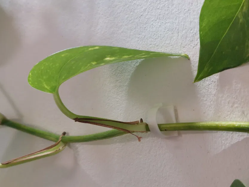 Giá đỡ cành cây treo tường thiết kế tối giản - Image 1