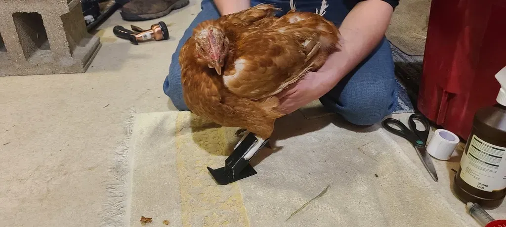 Chân giả kết nối với xương bàn chân cho gà v5 - Image 2