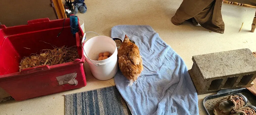 Chân giả kết nối với xương bàn chân cho gà v5 - Image 3