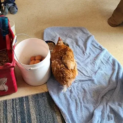 Chân giả kết nối với xương bàn chân cho gà v5