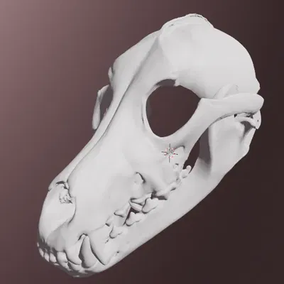 Mặt nạ sọ của sói xám