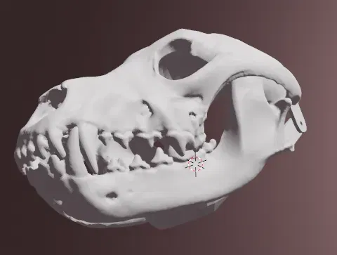 Mặt nạ sọ của sói xám - Image 2