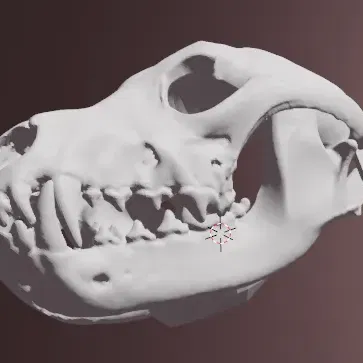 Mặt nạ sọ của sói xám