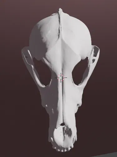 Mặt nạ sọ của sói xám - Image 3