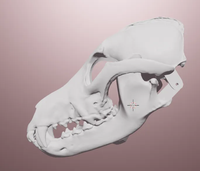 Mặt nạ sọ của sói xám - Image 4