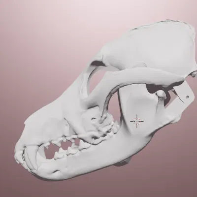 Mặt nạ sọ của sói xám