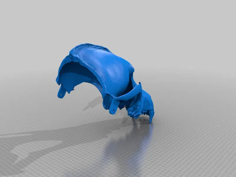 Mặt nạ sọ của sói xám - Image 15