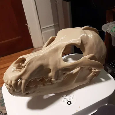 Mặt nạ đầu lâu sói xám cố định