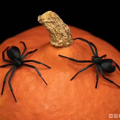 Nhện góa phụ đen trang trí Halloween bằng filament linh hoạt