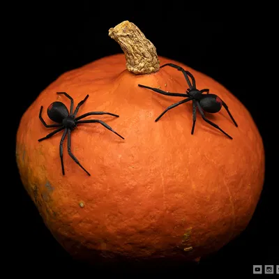 Nhện góa phụ đen trang trí Halloween bằng filament linh hoạt