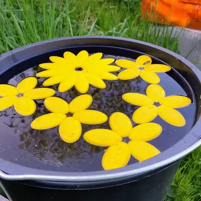 Bệ nước nổi cho ong với hoa 13 cánh