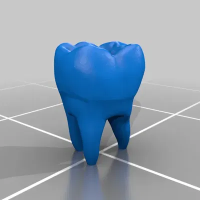 Mô hình răng người đã được sửa chữa và điều chỉnh nhẹ