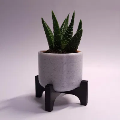 Chậu cây xương rồng - thiết kế tham số