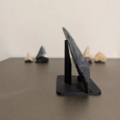 Giá đỡ tùy chỉnh cho răng cá mập hóa thạch