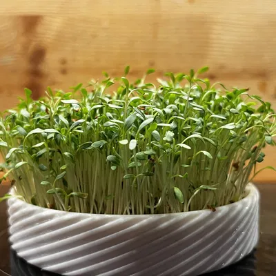 Bộ chậu gieo hạt cho microgreens tại nhà