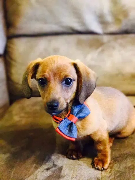 Chó Dachshund đồ chơi có khớp linh hoạt in sẵn - Image 3