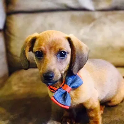 Chó Dachshund đồ chơi có khớp linh hoạt in sẵn