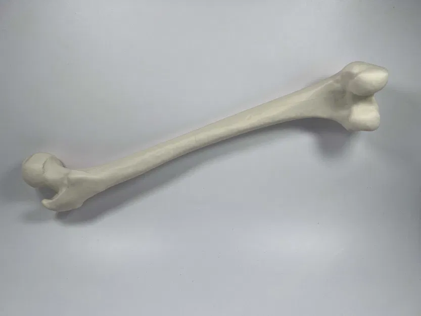 Xương đùi trái của người từ hình chụp CT - Image 4