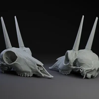 Xương sọ của loài linh dương Grey Rhebok