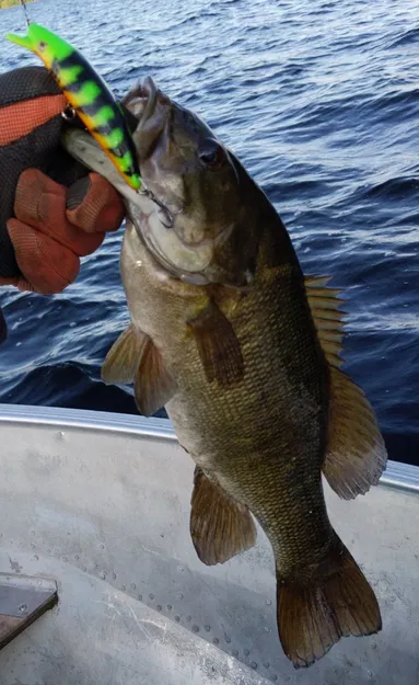 Bộ sưu tập mồi câu cá #1 - Image 6