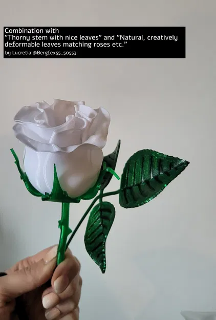 Hoa hồng biến hình với thân gai và lá đẹp - Image 5