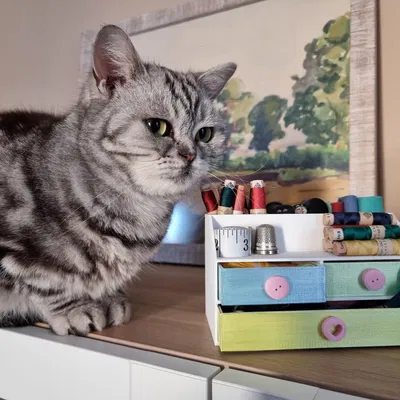 Hộp đựng kim chỉ chia thành ba phần tiện lợi cho việc in 3D