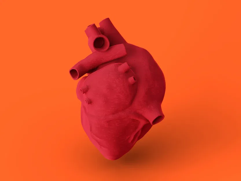 Trái tim giải phẫu 3D với cấu trúc rắn - Image 1