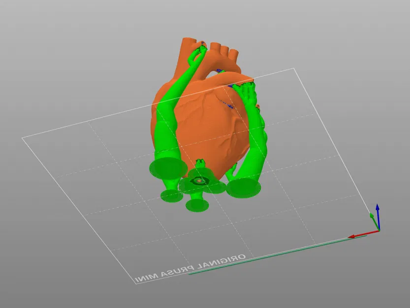 Trái tim giải phẫu 3D với cấu trúc rắn - Image 3